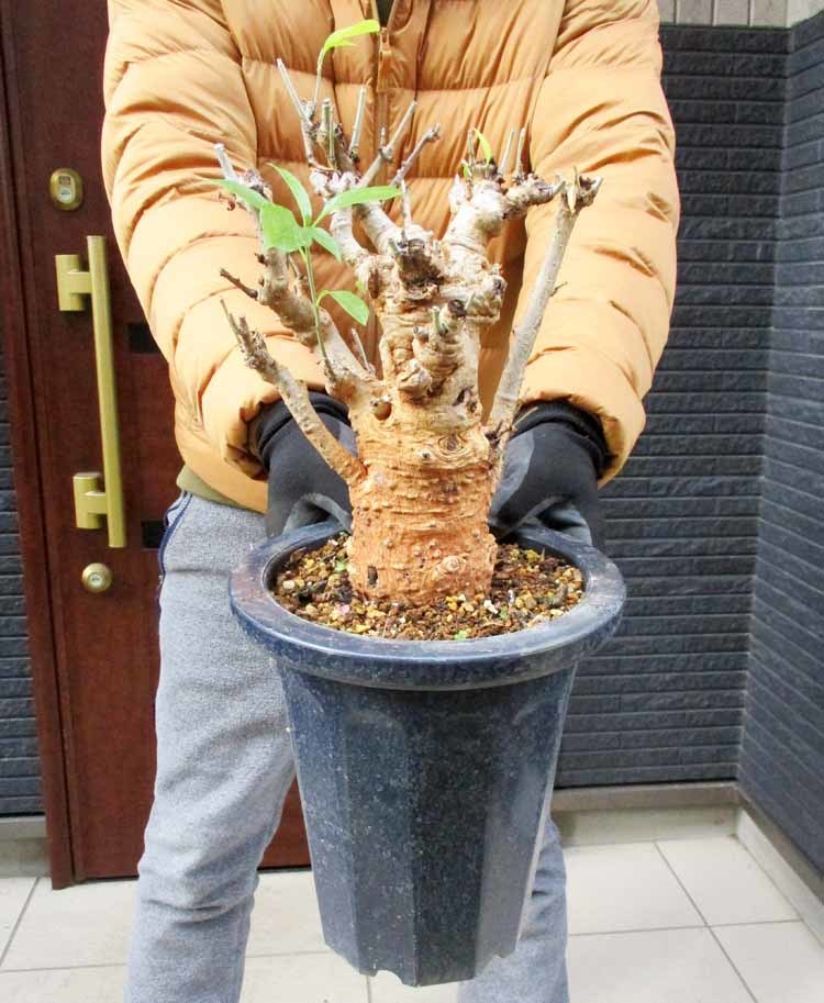ヤフオク! -「バオバブの木」(花、園芸) の落札相場・落札価格