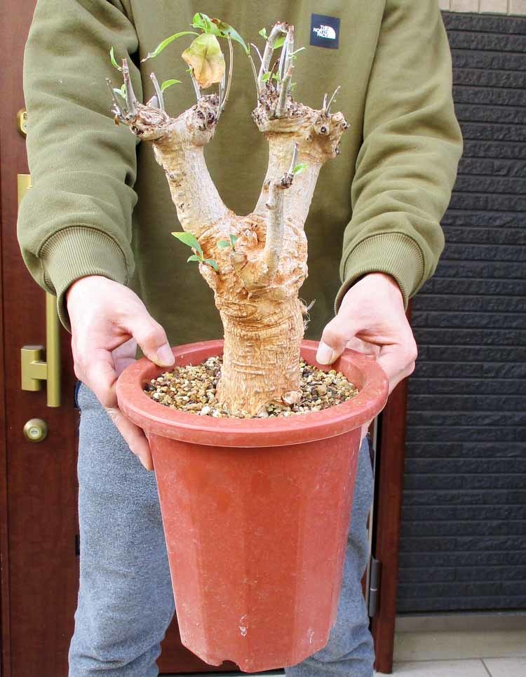 ヤフオク! -「バオバブの木」(花、園芸) の落札相場・落札価格
