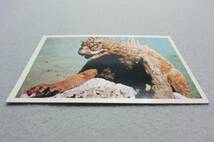 昭和当時のゴジラ ブロマイド☆8.東洋の大怪獣バラン◎東宝◎1970年代_画像7