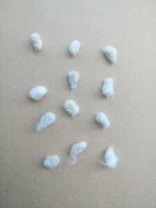 ヤフオク 綿の種の中古品 新品 未使用品一覧 ヤフオク 綿の種の中古品 新品 未使用品一覧