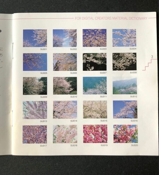 CD 群生の花・桜編　20　フリー写真