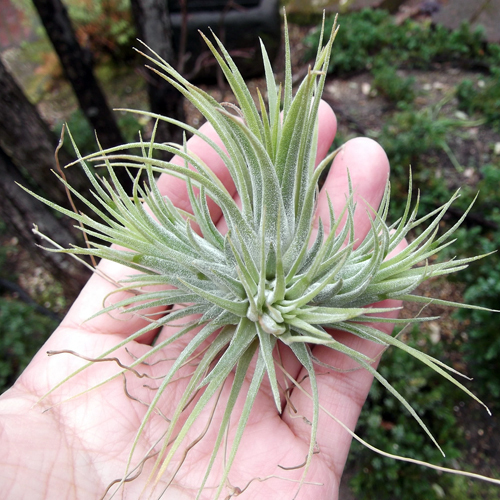 Tillandsia ionantha fuego totem pole ex. RFI チランジア イオナンタ
