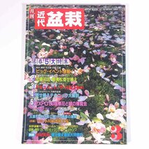 月刊 近代盆栽 No.149 1990/3 近代出版 雑誌 盆栽総合誌 園芸 ガーデニング 植物 特集・ドキュメント・ザ・HACHI(鉢) 寄せ植え大解剖 ほか_画像1