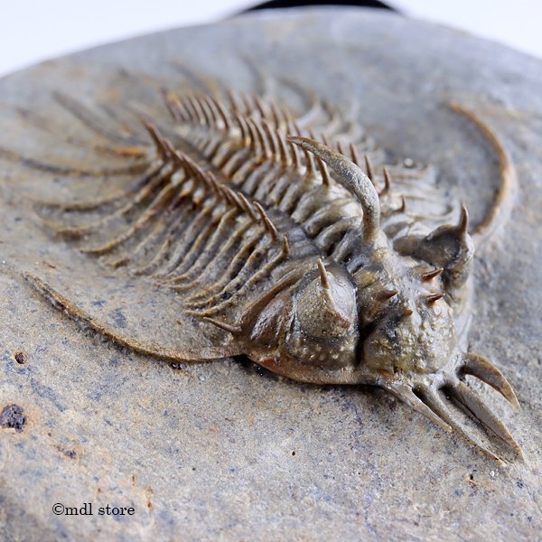 新作モデル新作モデル三葉虫 化石標本☆trilobite☆モロッコ