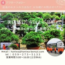 盆栽鉢 軽石 付石 盆栽 苔盆栽 テラリウム bonsai 山野草 セレクト 数量物 ２４個セット_画像7