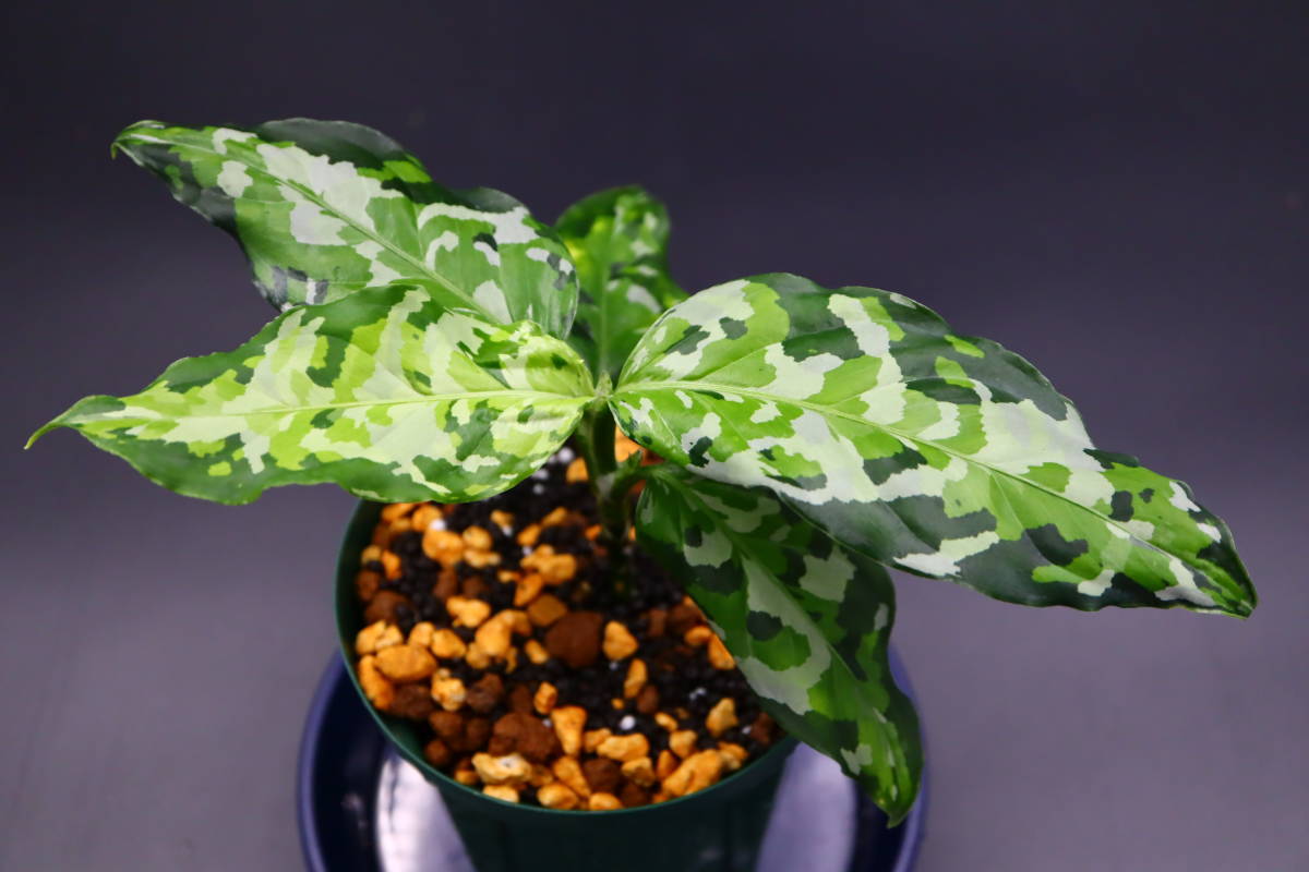 ヤフオク! -「ディープフォレスト」(観葉植物) の落札相場・落札価格