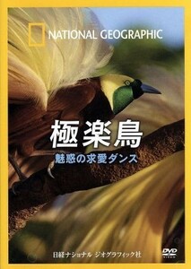 ナショナル　ジオグラフィック　極楽鳥　魅惑の求愛ダンス／（趣味／教養）