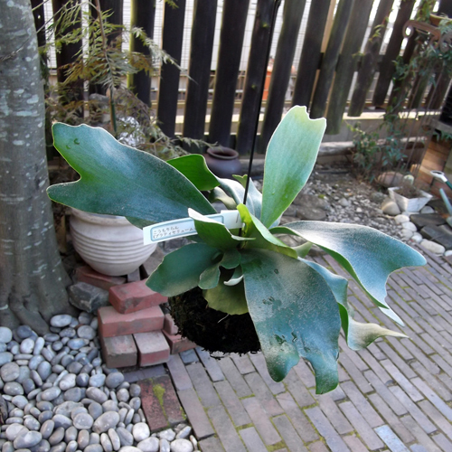 現品】コウモリラン アンディナム Platycerium andinum 南米唯一の原種