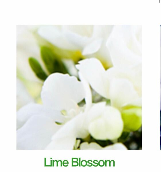 Lime Blossom ライムブロッサム　30ml