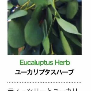 Eucalyptus Herb ユーカリプタスハーブ30ml
