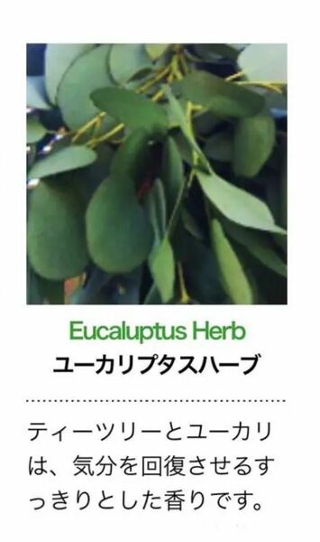 Eucalyptus Herb ユーカリプタスハーブ30ml