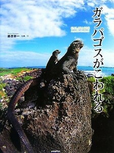  Galapagos .. трещина .| Fujiwara . один [ фотография * документ ]
