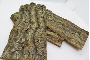 20個　コルク樹皮　10×20ｃｍ（厚約8-10ｍｍ）洋蘭　原種　チランジア　エアープランツ　熱帯植物　ラン　コルク　樹皮　