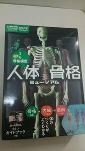 人体骨格ミュージアム　光る1/6骨格模型　科学と学習PRESENTS