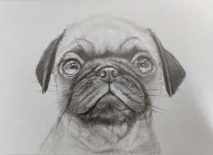 パグの鉛筆画 パグ Pug ペチャ フレブル イラスト 似顔絵 わんこ, 趣味、スポーツ、実用, ペット、動物, 犬