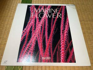 * LD[ Pioneer / MARINE FLOWER ( морской цветок ) / 1986]*