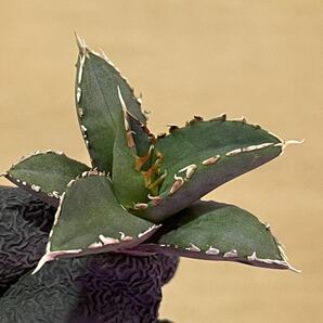 多肉植物 アガベ チタノタ狼人極上小株の画像5