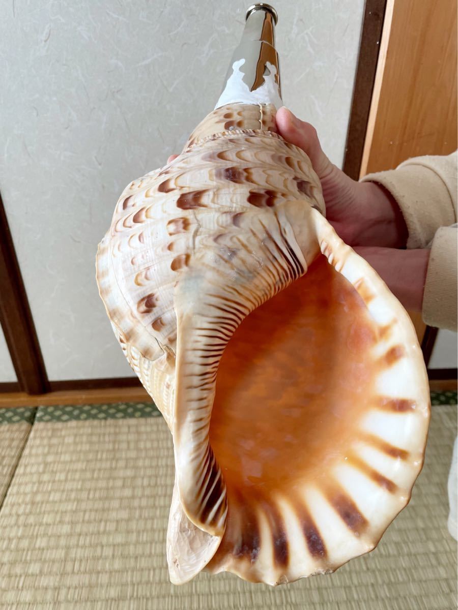 大型修験道法螺貝 山伏 密教 魔除け 熊よけ(新品)のヤフオク落札情報