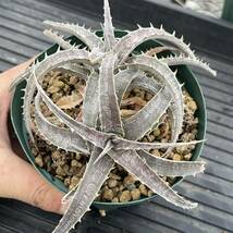 全品500円スタート!! Dyckia-marnier-lapostollei × goehringii ディッキア-マルニエルラポストレイ×ゴエリンギー_画像2