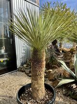 ユッカ ロストラータ Yucca rostrata ②太株_画像1