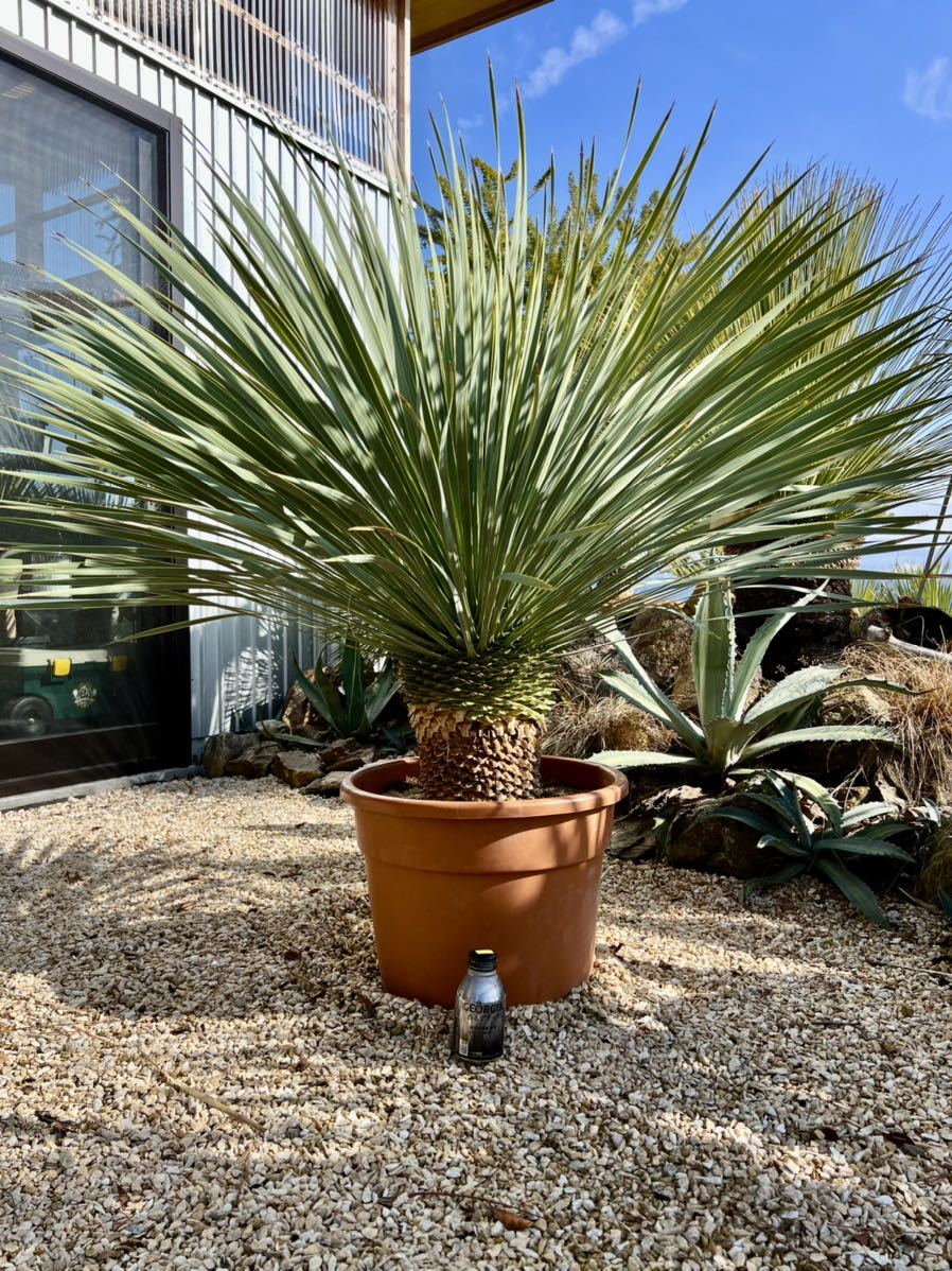 ヤフオク! -「yucca rostrata」(観葉植物) の落札相場・落札価格