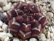 レア稀少!!ギムノカリキウム B【タイ産】(Gymnocalycium) #サボテン#ビザールプランツ#多肉植物#デイドリーム/J.1.30■1円売り切り!!_画像3