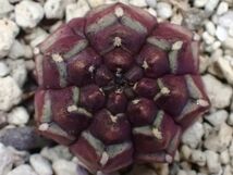 レア稀少!!ギムノカリキウム B【タイ産】(Gymnocalycium) #サボテン#ビザールプランツ#多肉植物#デイドリーム/J.1.30■1円売り切り!!_画像4