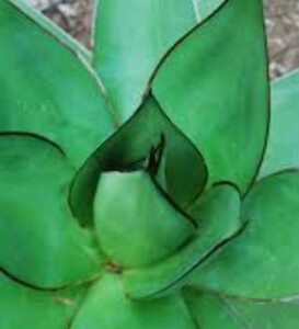[ seeds ] agave * tea The roiAgave chazaroi seeds 20 bead [ free shipping ]