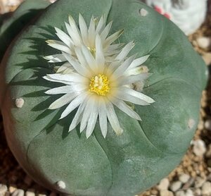 【種子】翠冠玉　LOPHOPHORA diffusa　種子50粒【送料無料】