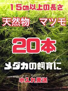 マツモ　水草　水入れ梱包発送　マツモ草　２０本