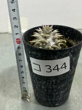 コ344 「実生株」パキポディウム　デンシカウレ【種から発芽・Pachypodium Densicaule・恵比寿大黒・花、葉落ち可能性】_画像6