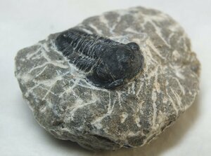 ^v# dragon ..# Mitsuha insect (Trilobite). fossil 37mm prompt decision *^V
