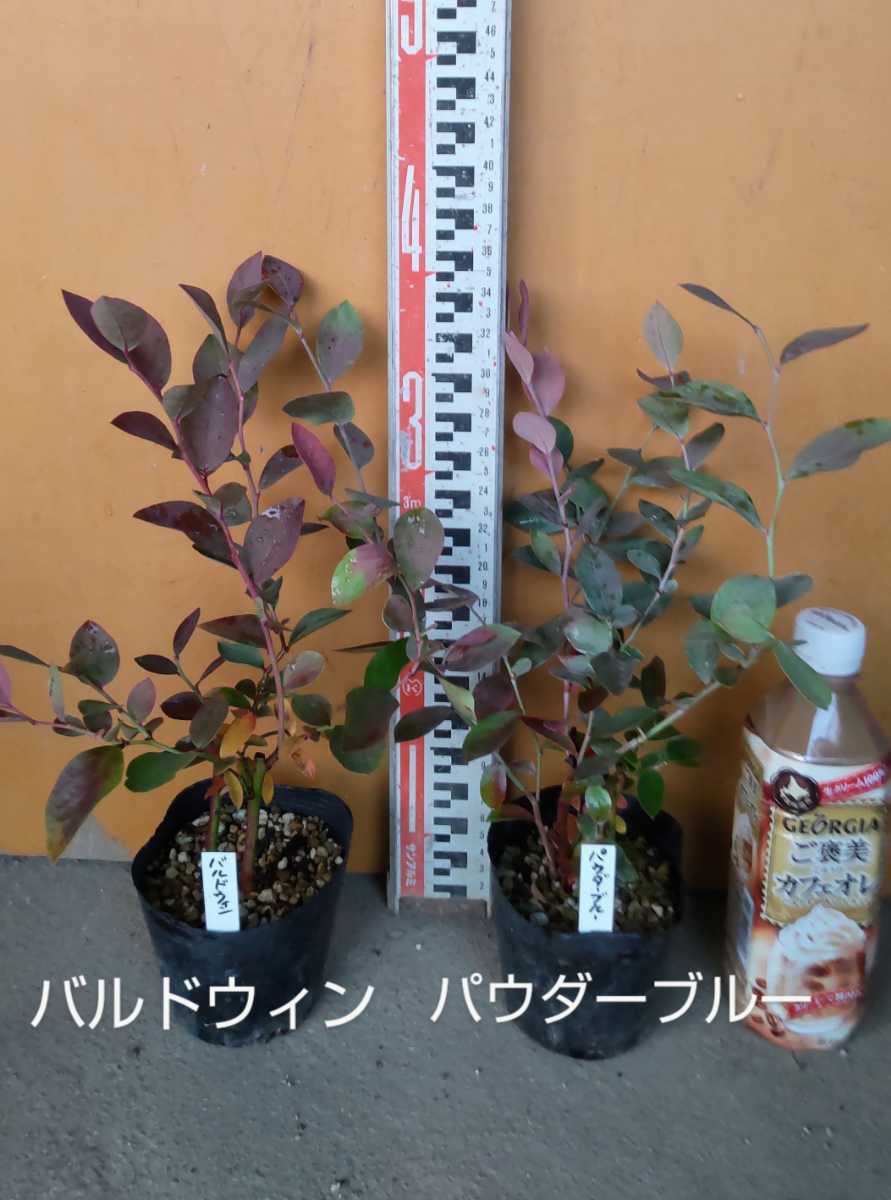ブルーベリー苗 42本セット(６品種×７本) 植物/観葉植物 激安アウトレット 通販