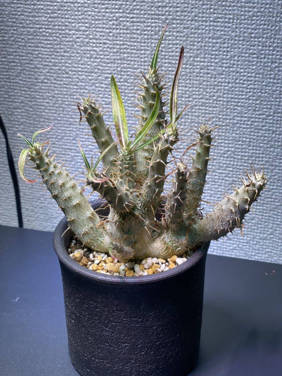 ヤフオク! -パキポディウム グラキリス 実生の中古品・新品・未使用品一覧