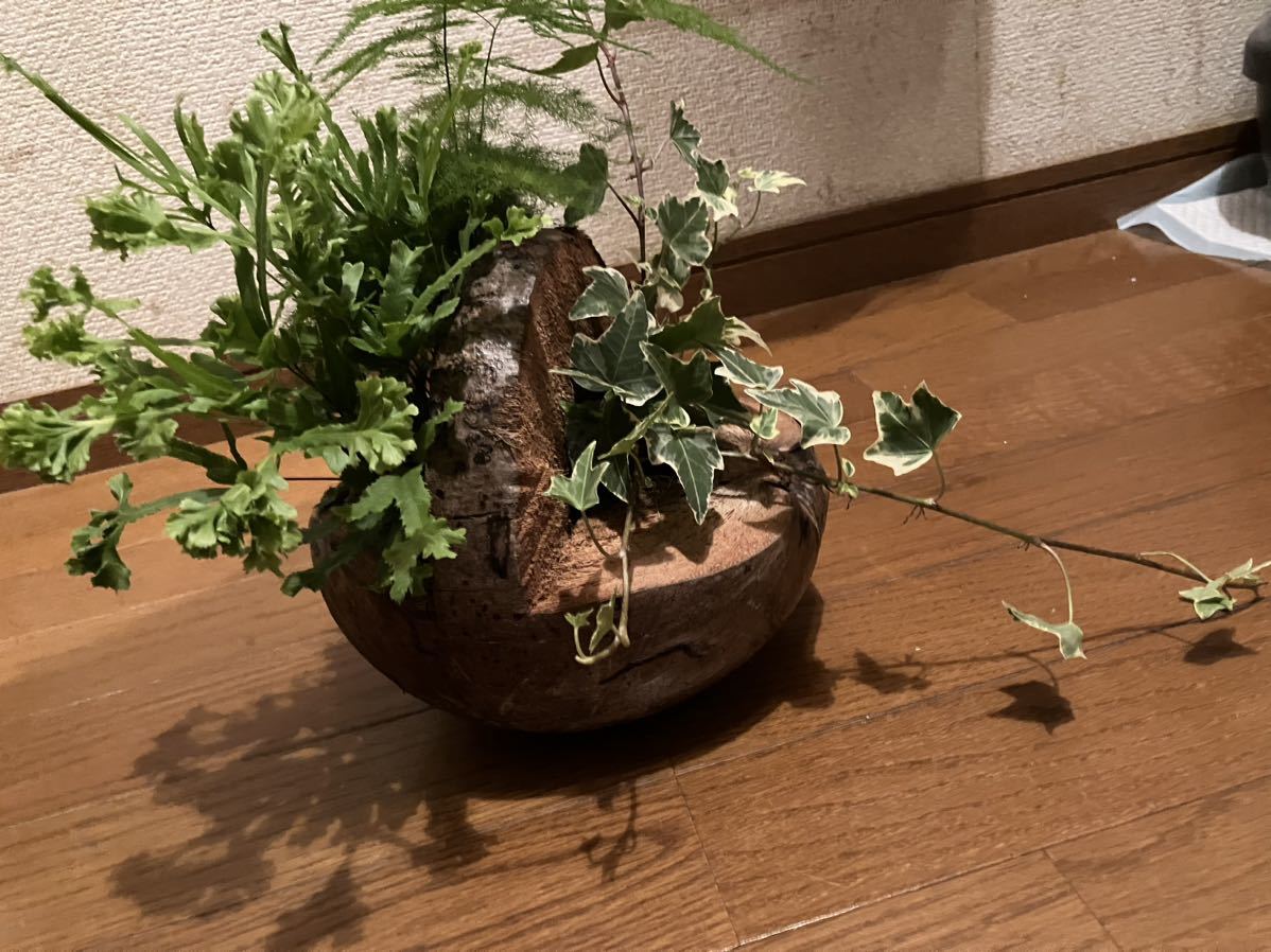 ココヤシファイバー(ナチュラル) 50g ×48袋セット ガーデニング・農業 ...