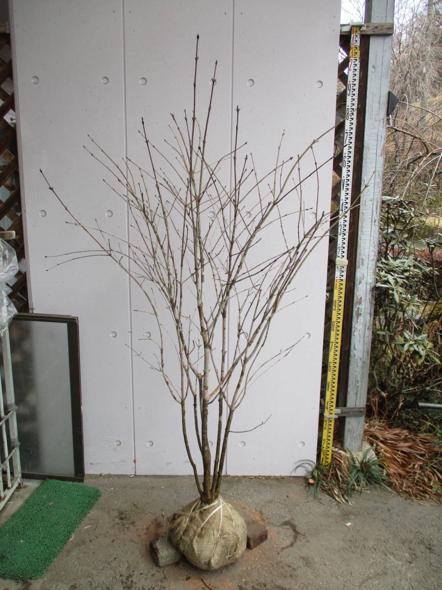 激安セール】 山採り アオダモ コハウチワカエデ 山採り 混合株 - www