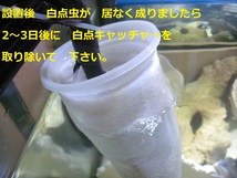 簡易式対応 白点虫を　激減させる　白点キャッチャー　Sタイプ　　海水魚　熱帯魚　金魚　メダカ　2_画像6