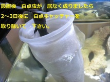 外部式対応　海水魚　サンゴ水槽　白点虫除去対策　白点キャッチャー　Lタイプ　熱帯魚　金魚　メダカ　2_画像7