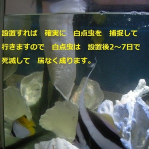 白点虫を 激減させる 白点キャッチャー Sタイプ  海水魚 熱帯魚 金魚 メダカ 2の画像3