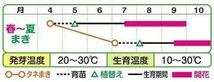 【花の種】カンナ　トロピカルイエロー　１０粒　表皮レーザー処理済　４種郵便にて発送_画像2