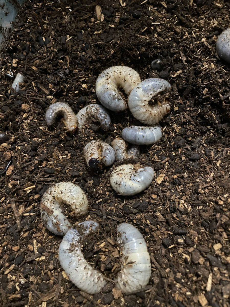 カブトムシ 幼虫 400匹 国産 岡山県 岡山市産 WD 天然 4 www ...