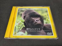 DVD ナショナル ジオグラフィック / 野生のゴリラ / de001_画像1