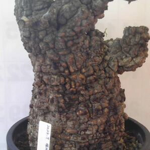 オペルクリカリア パキプス(発根管理株) 芽吹き・大株 コーデックス 塊根植物 グラキリスの画像3