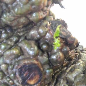 オペルクリカリア パキプス(発根管理株) 芽吹き・大株 コーデックス 塊根植物 グラキリスの画像4