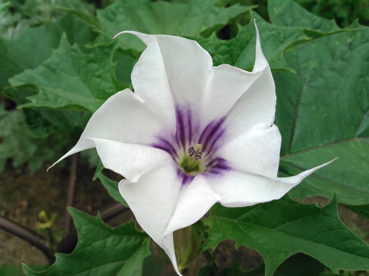 チョウセンアサガオ 種1000粒 ダシュラ 朝鮮朝顔 家庭菜園 園芸 観葉植物 Emob Ma