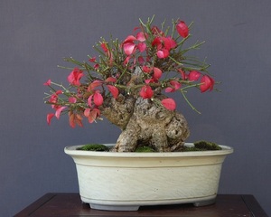 ( АО ) один .. волчок .. shohin bonsai |..50 год 
