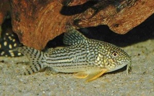 ★ Corydoras Sterbai Wild ★