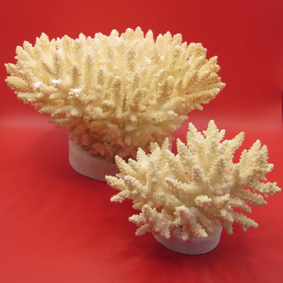 ヤフオク! -珊瑚 置物の中古品・新品・未使用品一覧