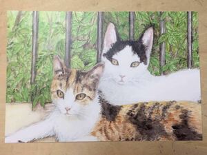手描きイラスト ポストカード 猫 複製画 ハチワレ猫 水彩【あおきしずか】, 動物, ネコ, ネコ一般