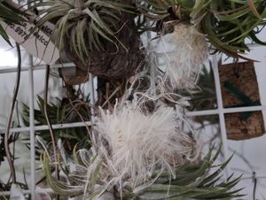 Tillandsia ionantha crested ex. TIchi Ran ji I o naan takre ste do.. American .. seeds 7 bead MS culture media monstrose